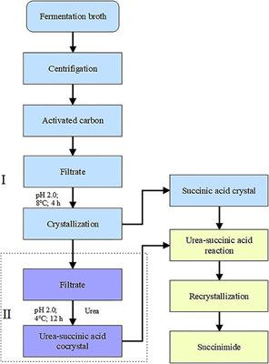 Two-Stage Crystallization Combining Direct Succinimide Synthesis for the Recovery of Succinic Acid From Fermentation Broth